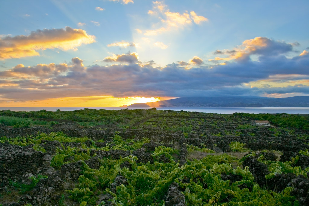 Vinha no Pico ao pôr do sol com a Montanha do Pico ao fundo